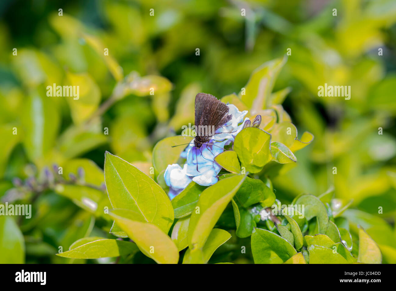 Kleider Motten ruht auf eine blaue Blume Stockfoto