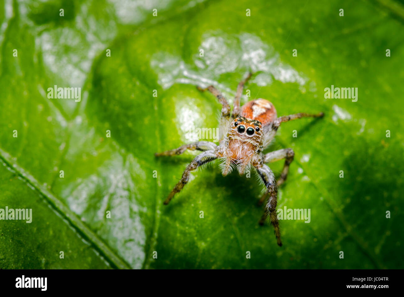 Wenig behaarte Springspinne auf einem Blatt der Pflanze Stockfoto