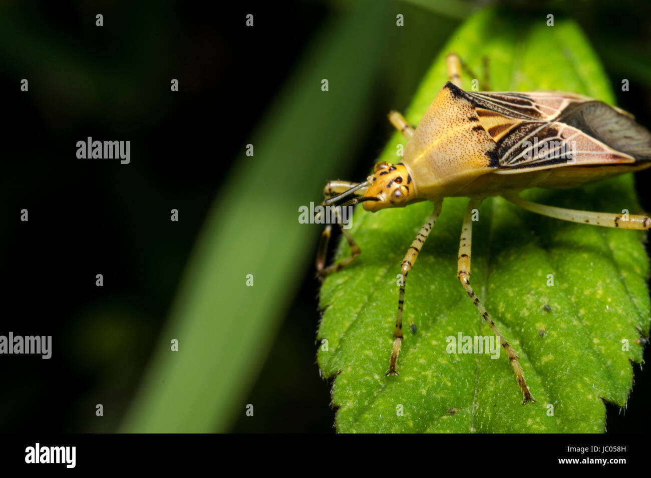 Gelbe Hemiptera Bug auf einer Pflanze Blatt Stockfoto