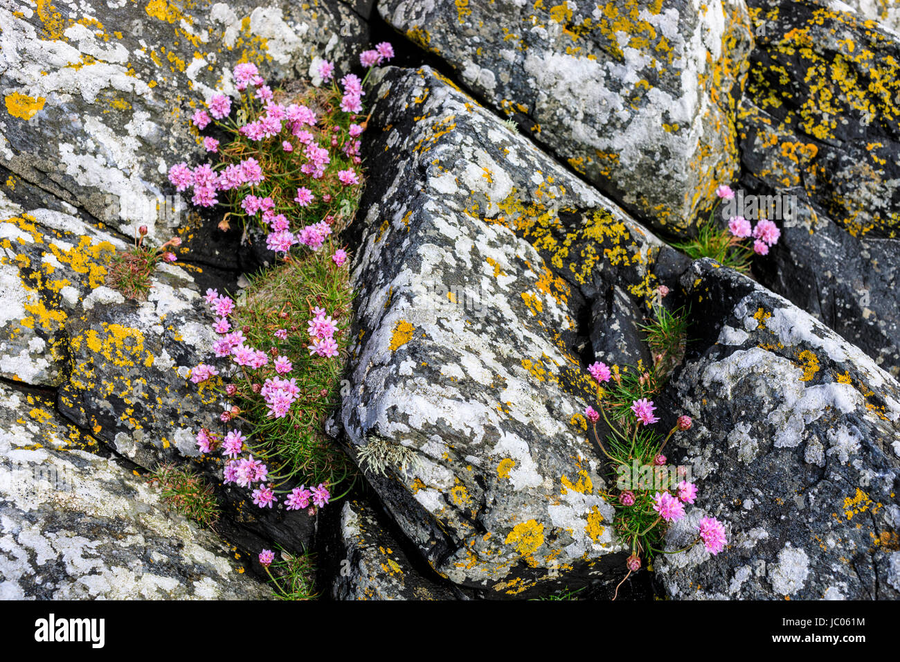 Meer-Pink (Armeria) unter den Küstenfelsen Stockfoto
