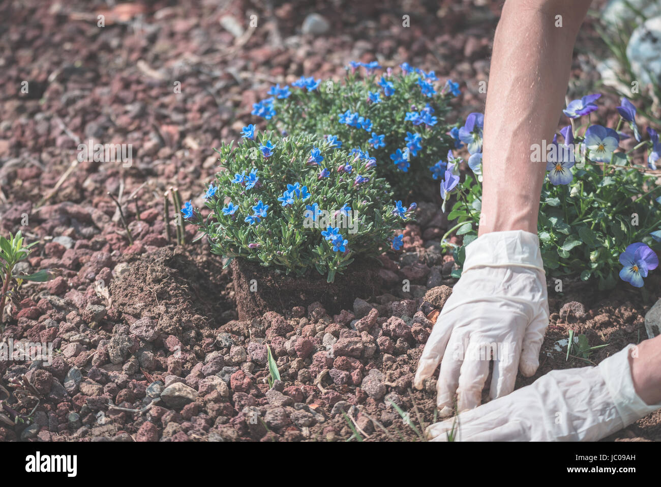 Frühling zu Hause im Garten, Boden hacken und Blumen Pflanzen