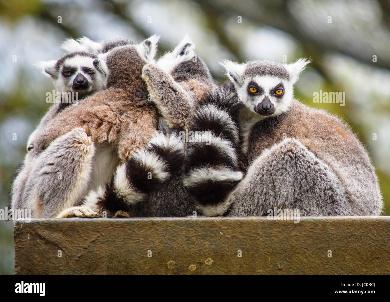Kattas in Madagaskar Walkthrough im Cotswold Wildlife Park in Burford, Oxfordshire, Vereinigtes Königreich Stockfoto