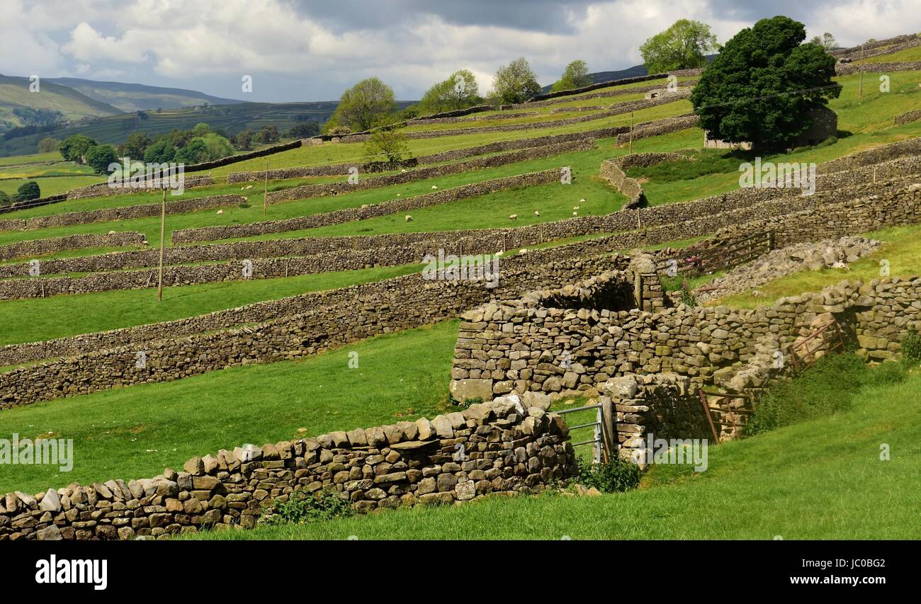 Trockenmauern in Swaledale Stockfoto