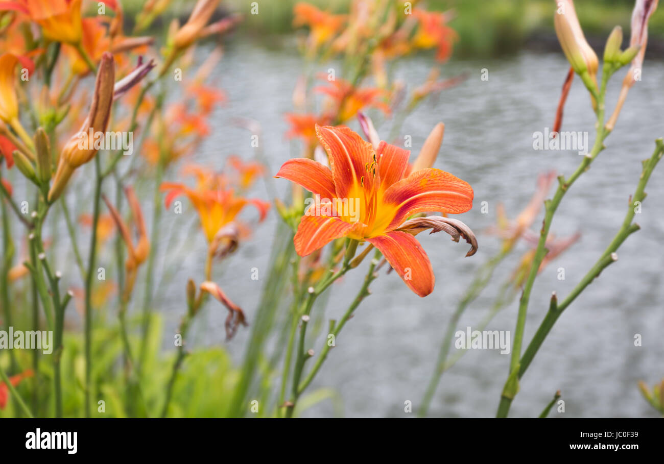 Nahaufnahme Bild der schönen orange Tiger-Lilien Stockfoto