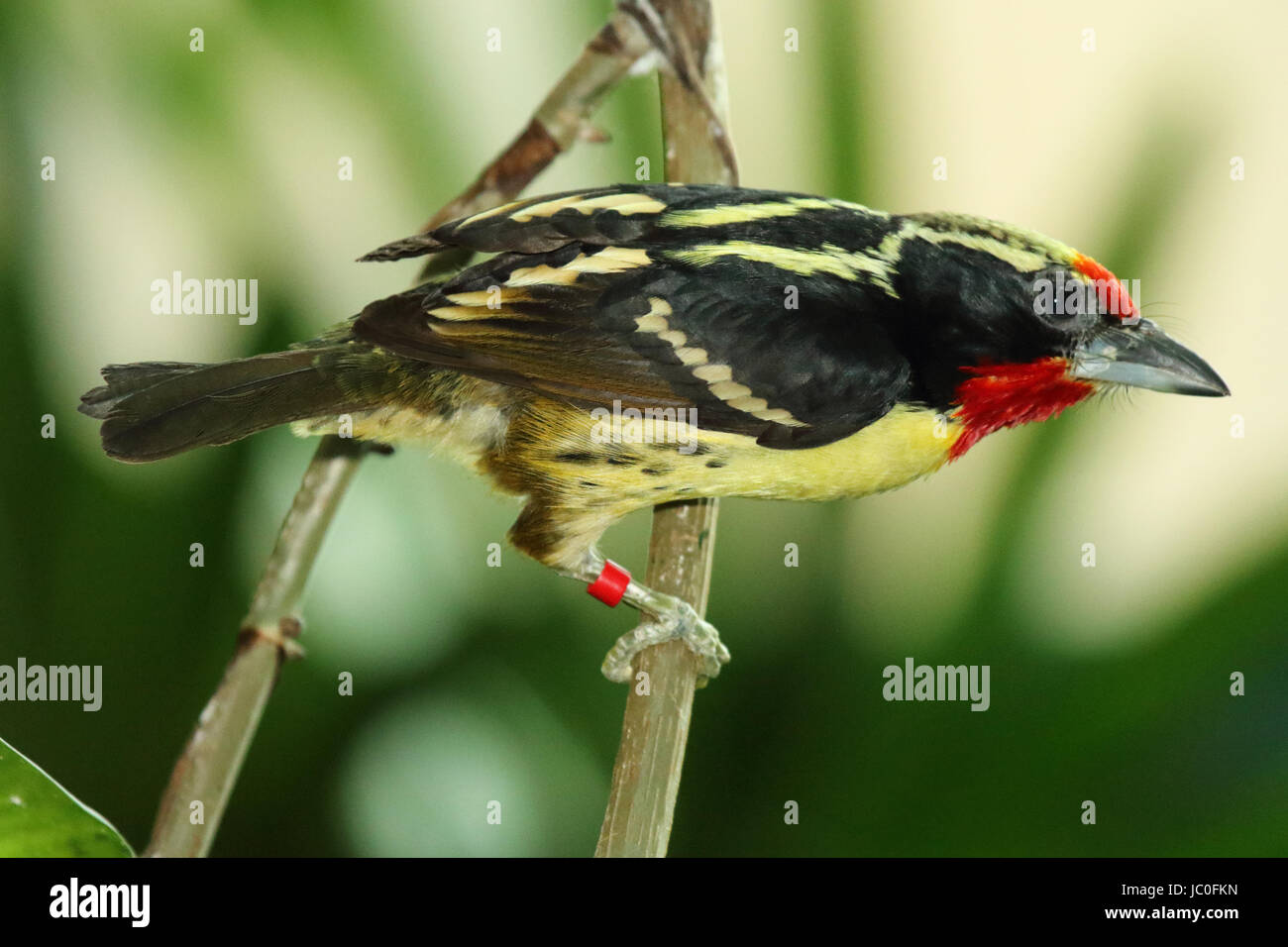 Eine männlich black-spotted Barbet nach vorne auf einer Stange. Stockfoto