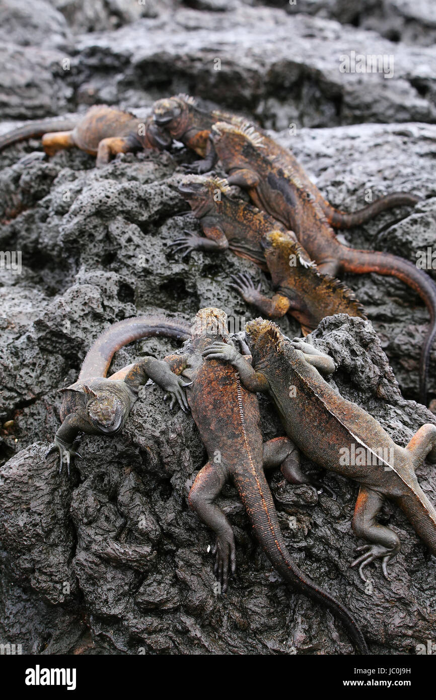 Meerechsen auf Santiago Insel im Nationalpark Galapagos, Ecuador. Marine Iguana ist nur auf den Galapagos-Inseln gefunden. Stockfoto