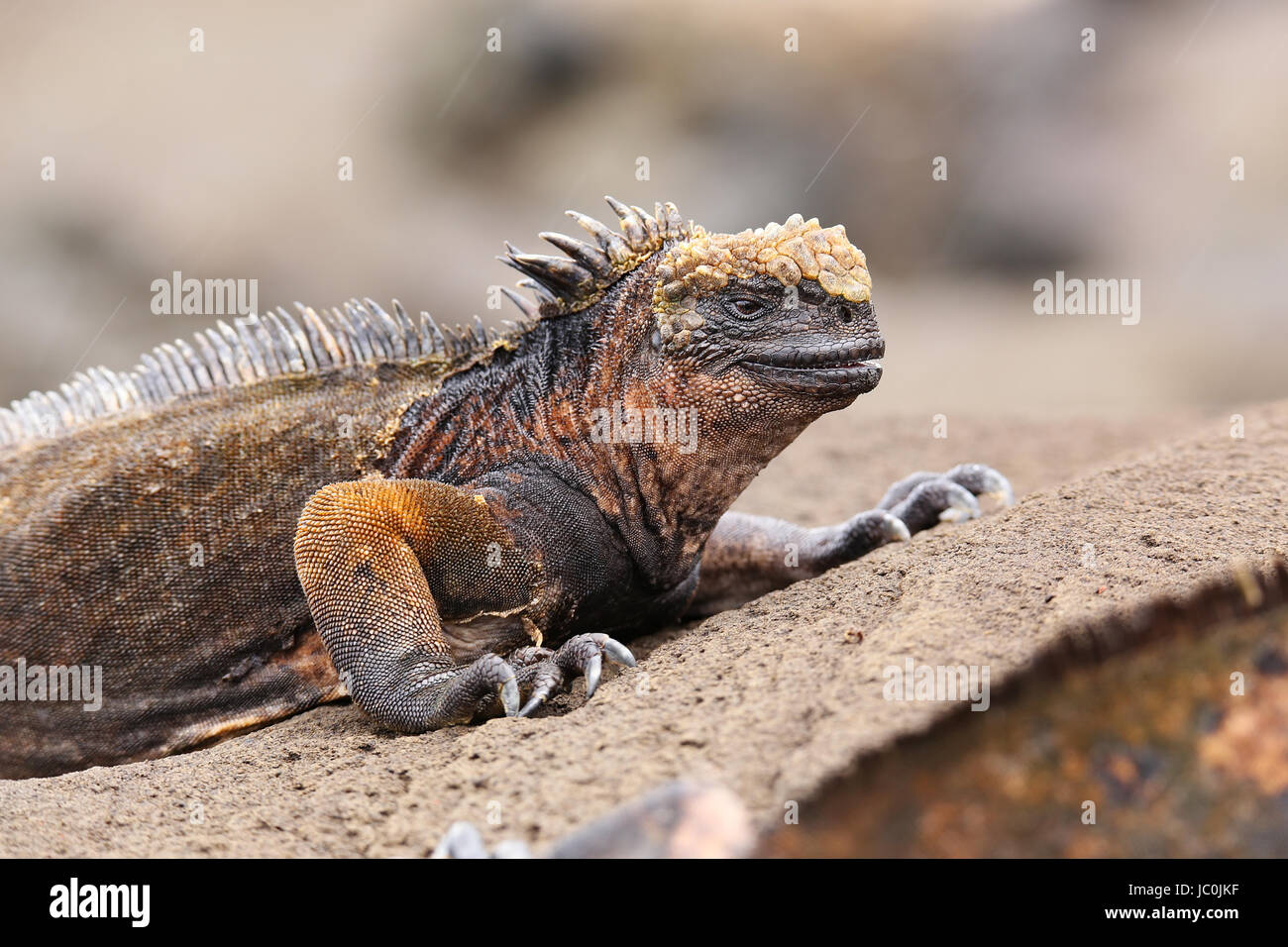 Marine Iguana auf Santiago Insel im Nationalpark Galapagos, Ecuador. Marine Iguana ist nur auf den Galapagos-Inseln gefunden. Stockfoto