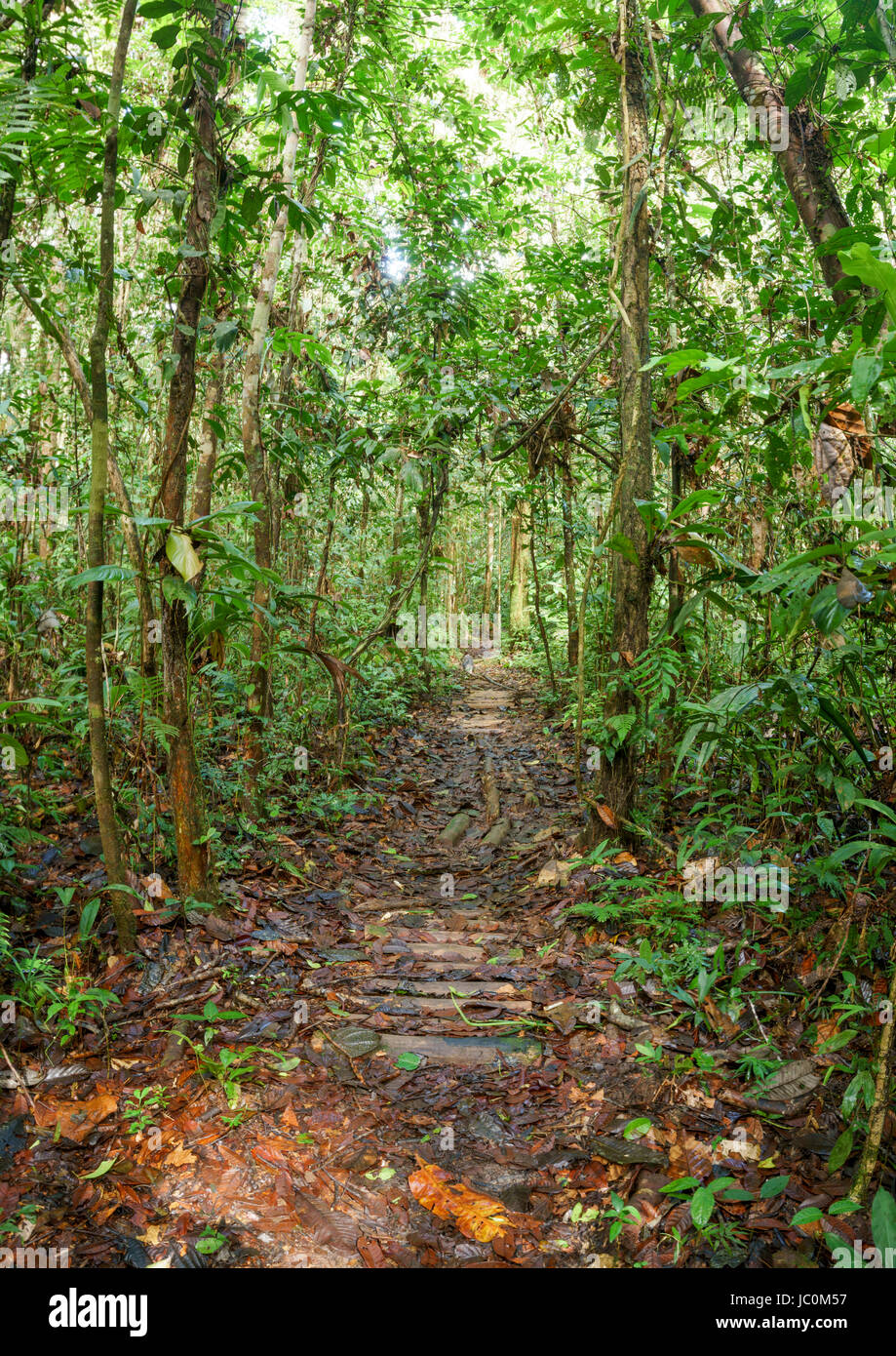 Rustikale Weg in unberührten tropischen Regenwald im ecuadorianischen Amazonasgebiet Stockfoto