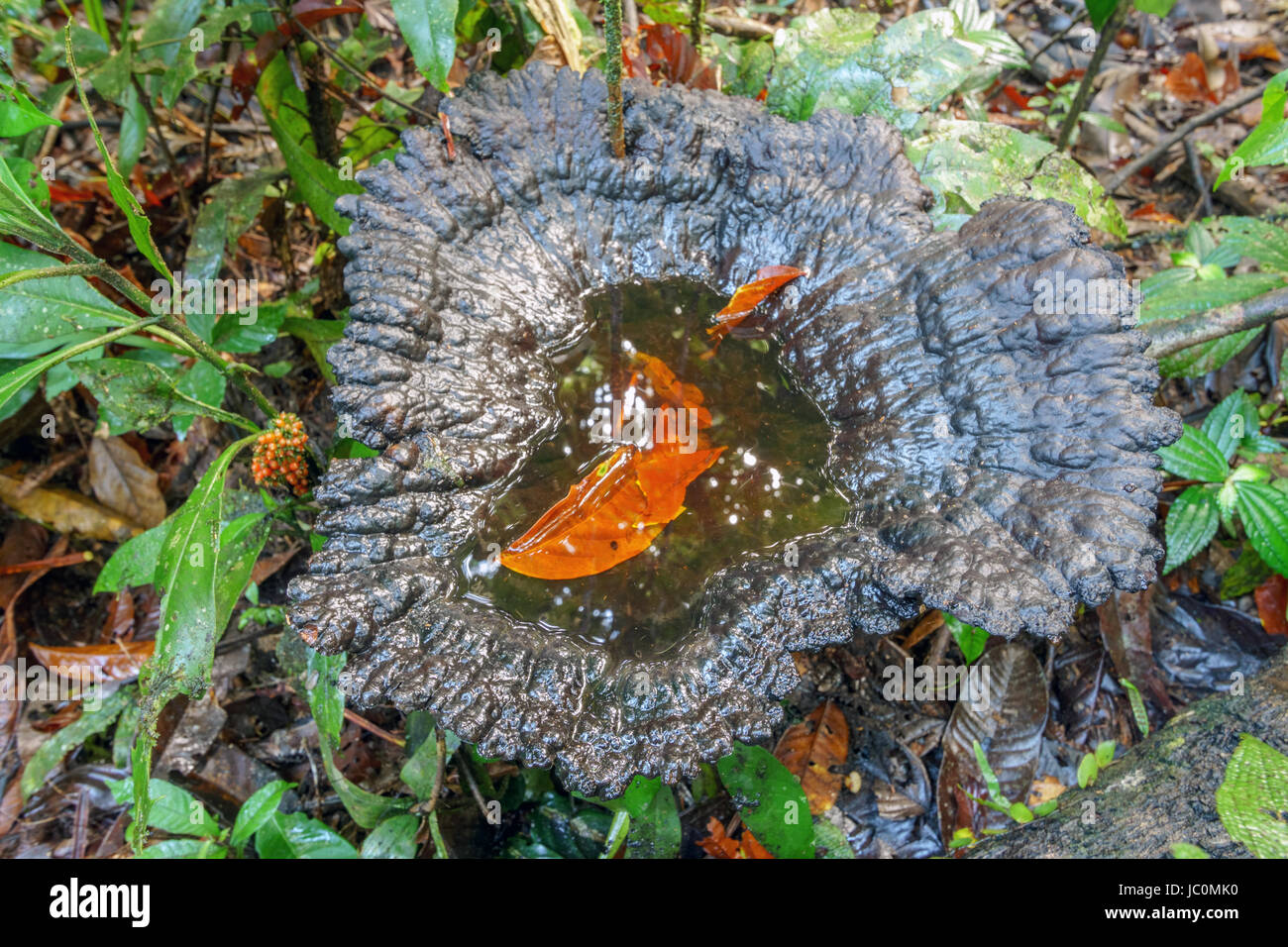 Ein Riesen Halterung Pilz wächst in unberührten tropischen Regenwald. Es hält einen Pool von Wasser, Nährboden für Mückenlarven sowie bestimmte Stockfoto