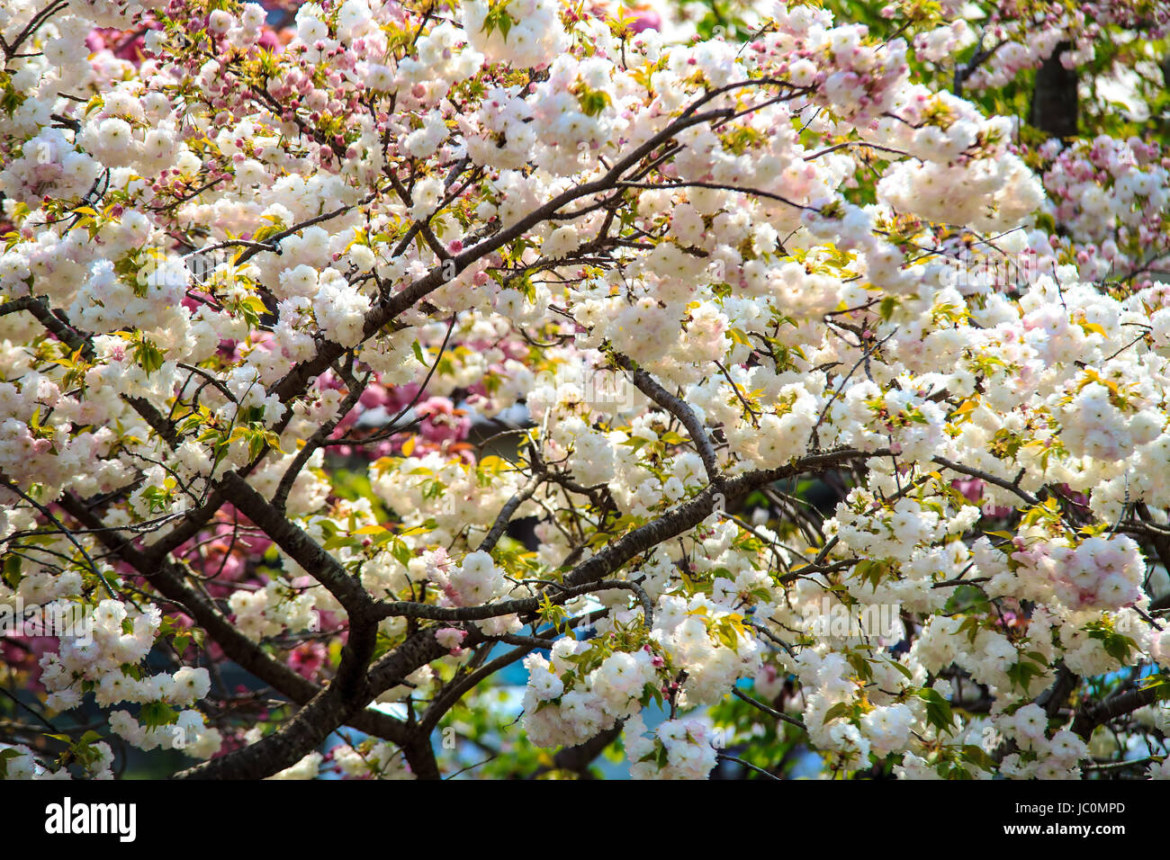 Kirschblüte in Arashiyama, Kyoto, Japan. Japanischer Sicht Stockfoto