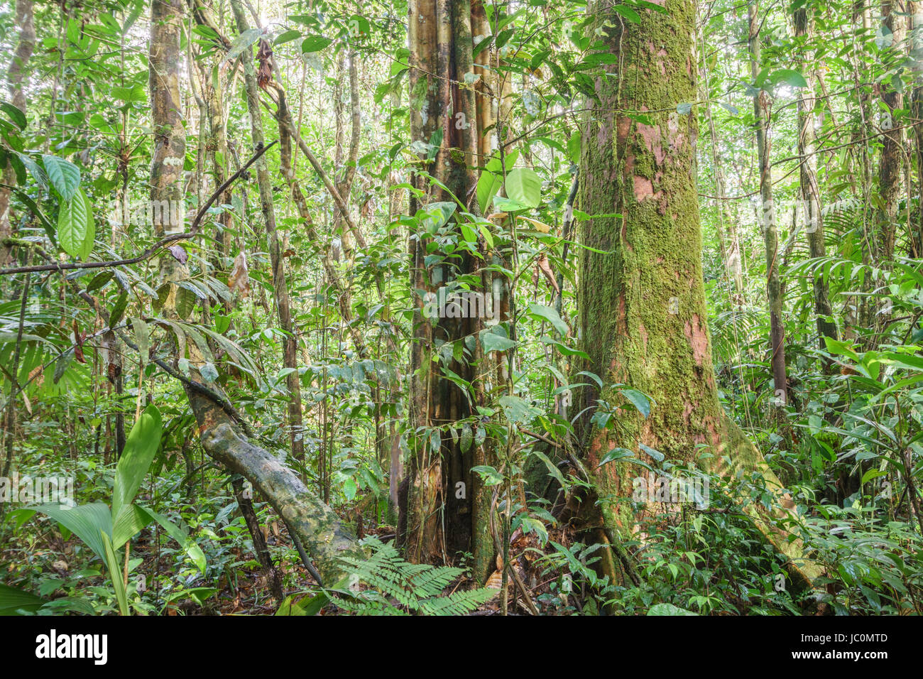 Innere des unberührten tropischen Regenwald im ecuadorianischen Amazonasgebiet mit Liane im Vordergrund Stockfoto