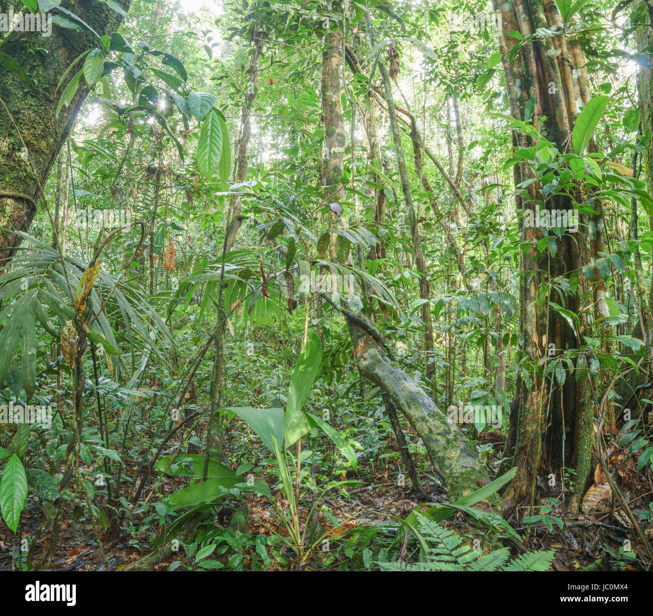 Innere des unberührten tropischen Regenwald im ecuadorianischen Amazonasgebiet mit Liane im Vordergrund Stockfoto