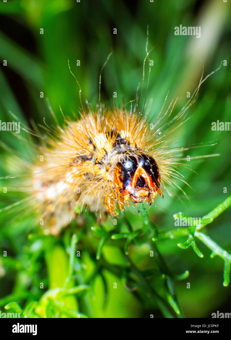 Larvenstadium der roten Dolch Motte Stockfoto