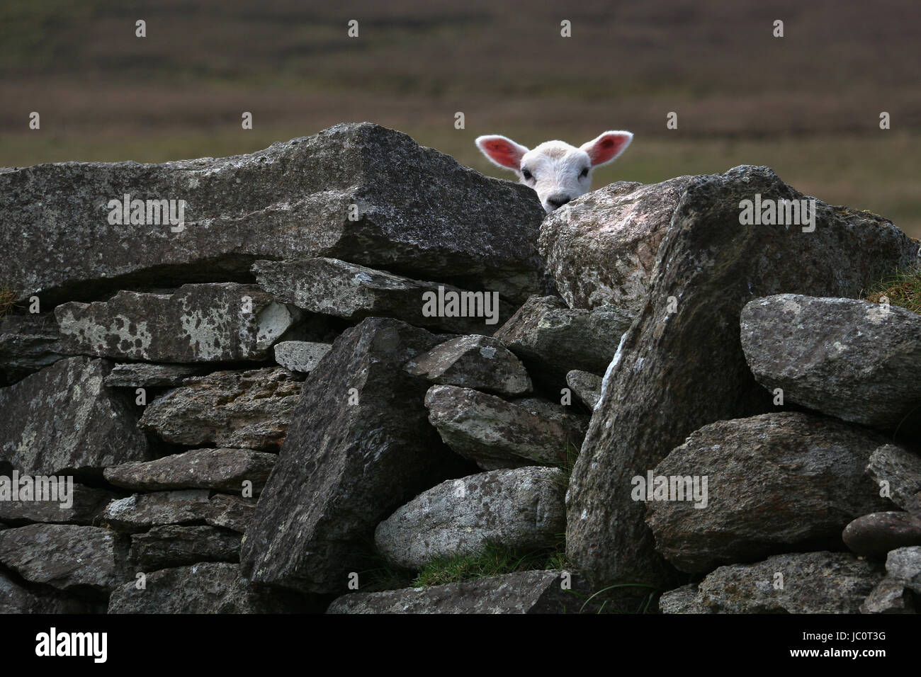 Ein kleines weißes Lamm mit rosa Ohren lugt über einer massiven dunklen Steinmauer, nur den Kopf über den riesigen Felsen, präsentiert einen Kontrast Stockfoto
