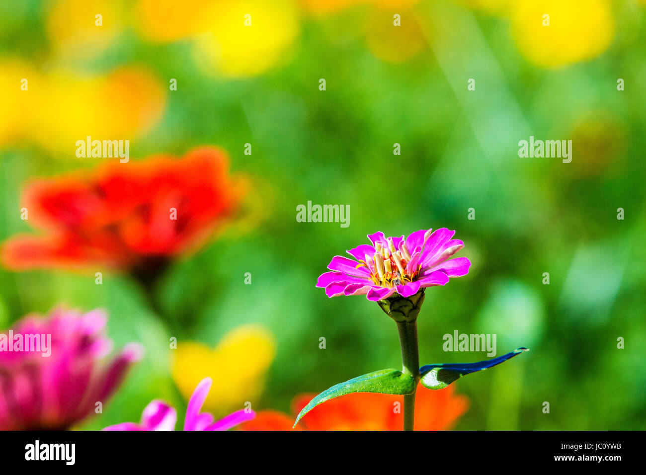 Bunte rosa herbstliche Chrysanthemen im Garten für Adv oder anderen Zweck Verwendung Stockfoto