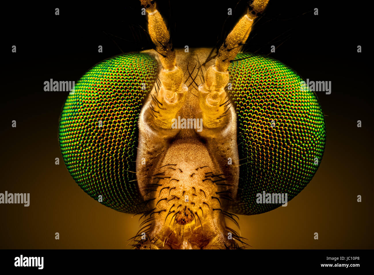 Extreme Makro - volle frontale Porträt eines grünen Augen Crane Fly, durch ein Mikroskopobjektiv vergrößert (Breite des Rahmens beträgt 2,2 mm) Stockfoto