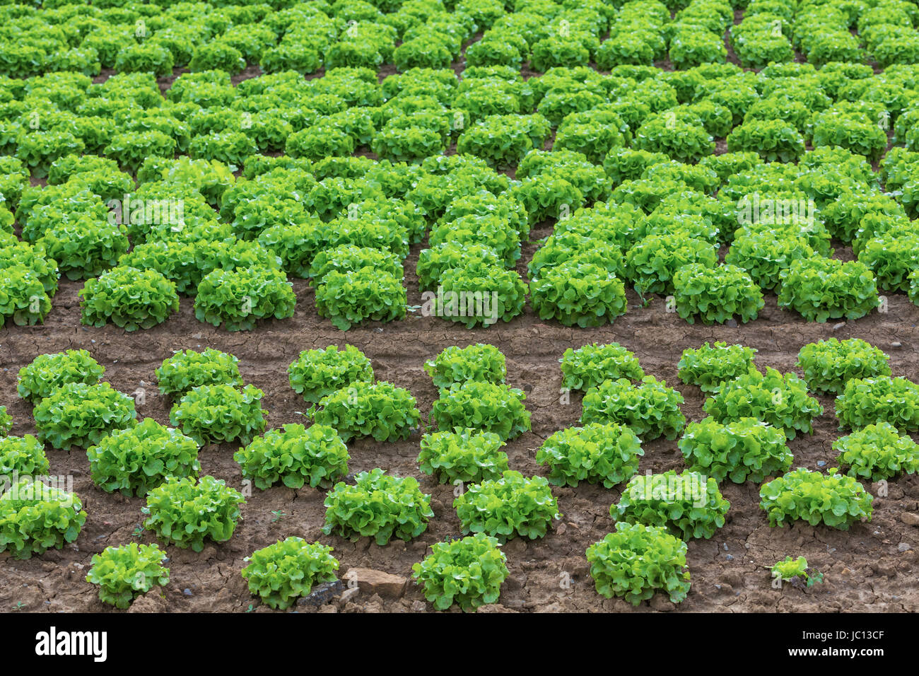 Salat in Reihen Auf Dem Feld Stockfoto