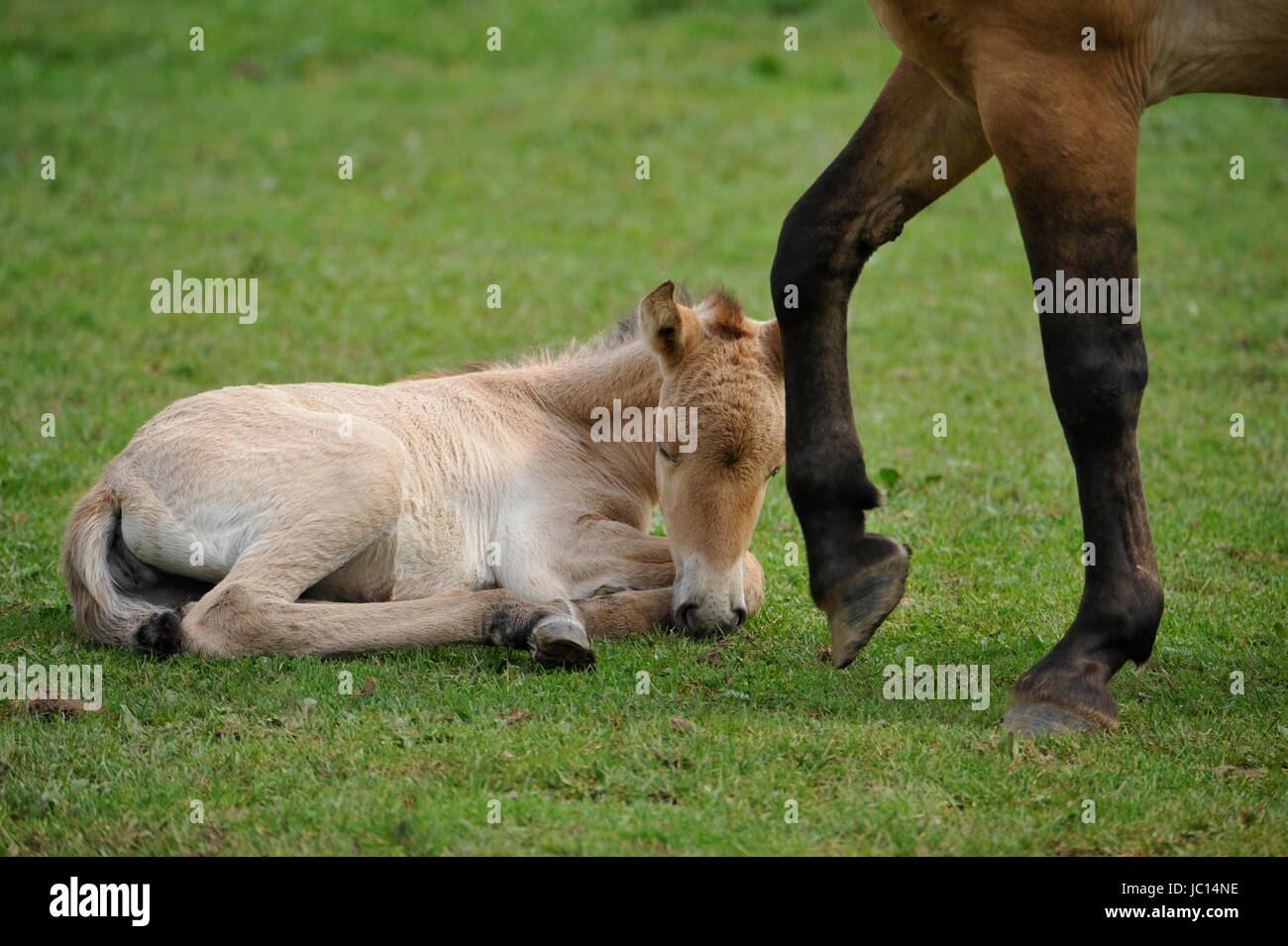 Das Przewalski Pferd mit Fohlen Stockfoto