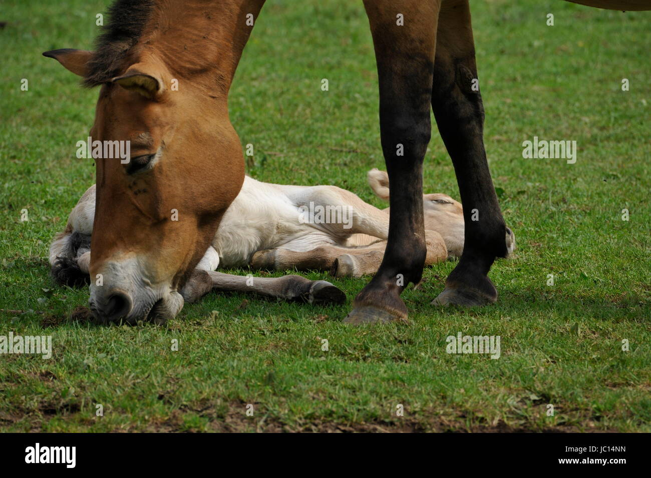 Das Przewalski Pferd mit Fohlen Stockfoto