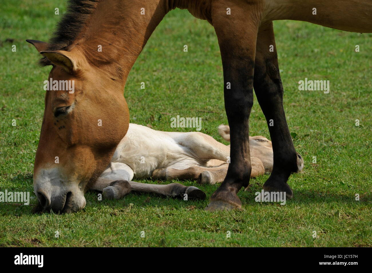 Das Przewalski Pferd mit Fohlen Stockfoto