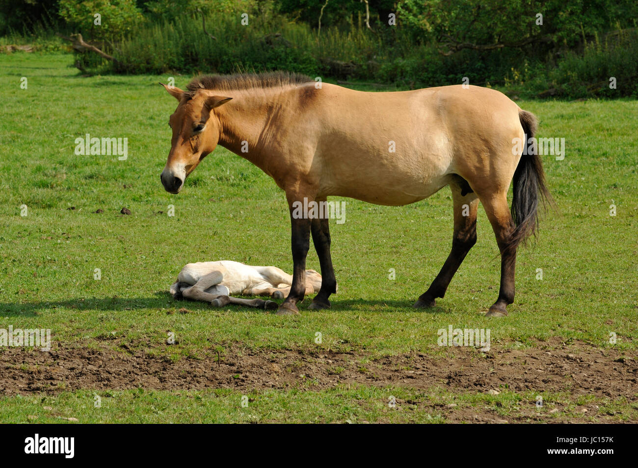 Das Przewalski Pferd mit Fohlen Stockfoto