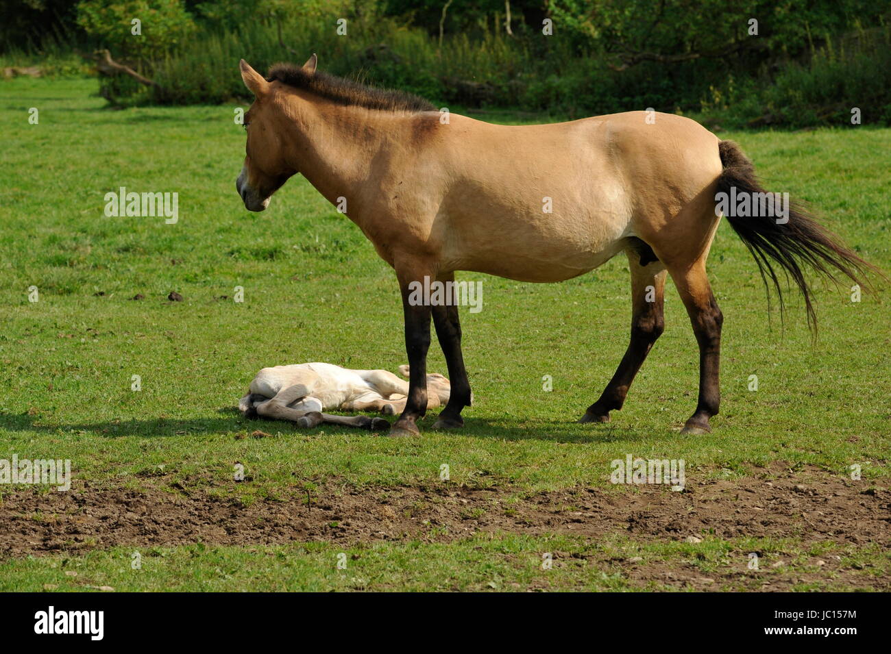 Das Przewalski Pferd mit Fohlen Stockfoto
