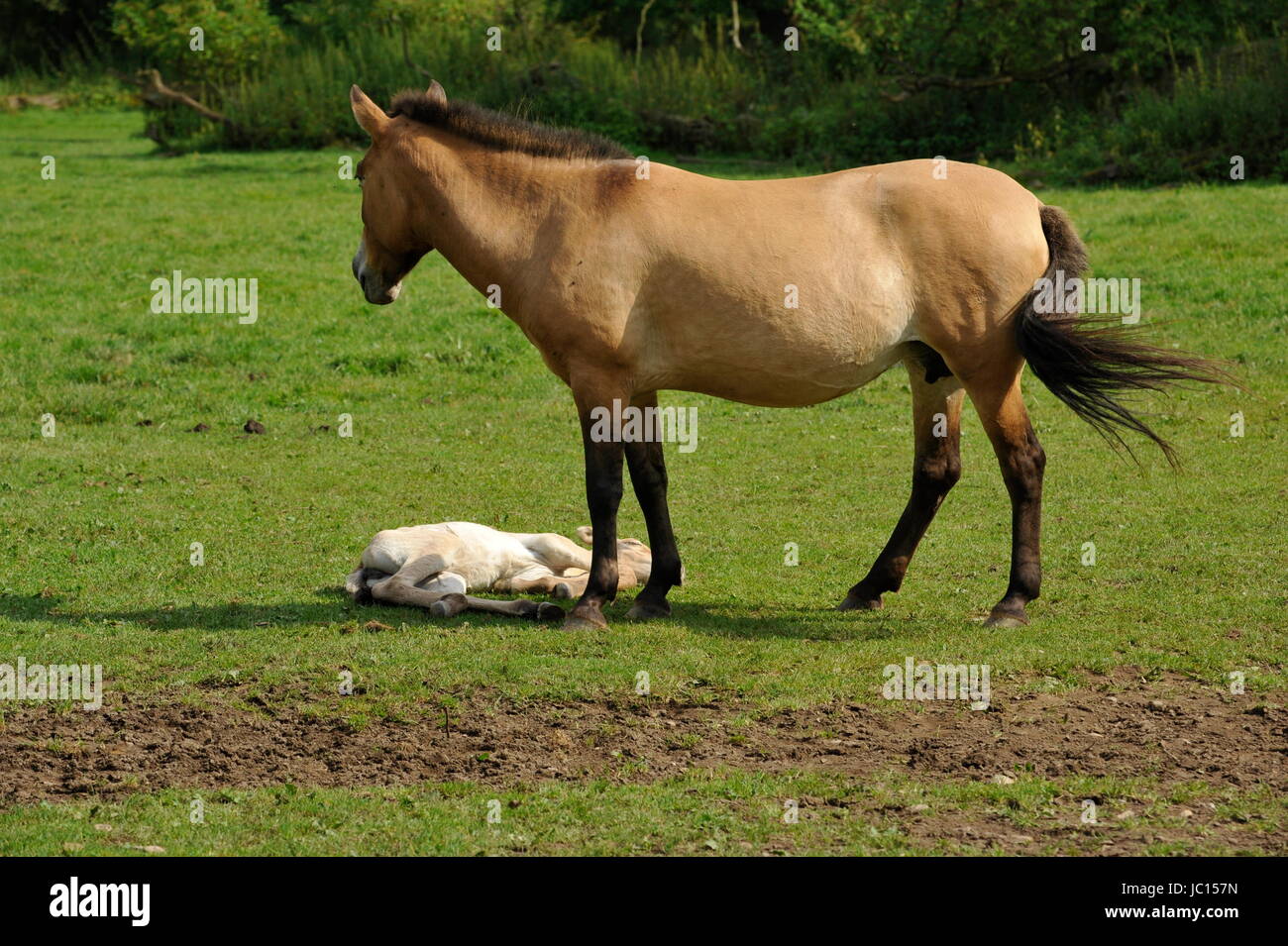 Das Przewalski Pferd mit Fohlen Stockfoto