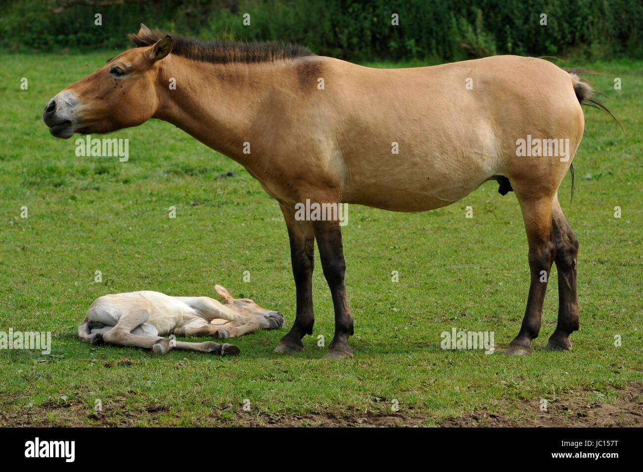 Das Przewalski Pferd mit Fohlen Stockfoto