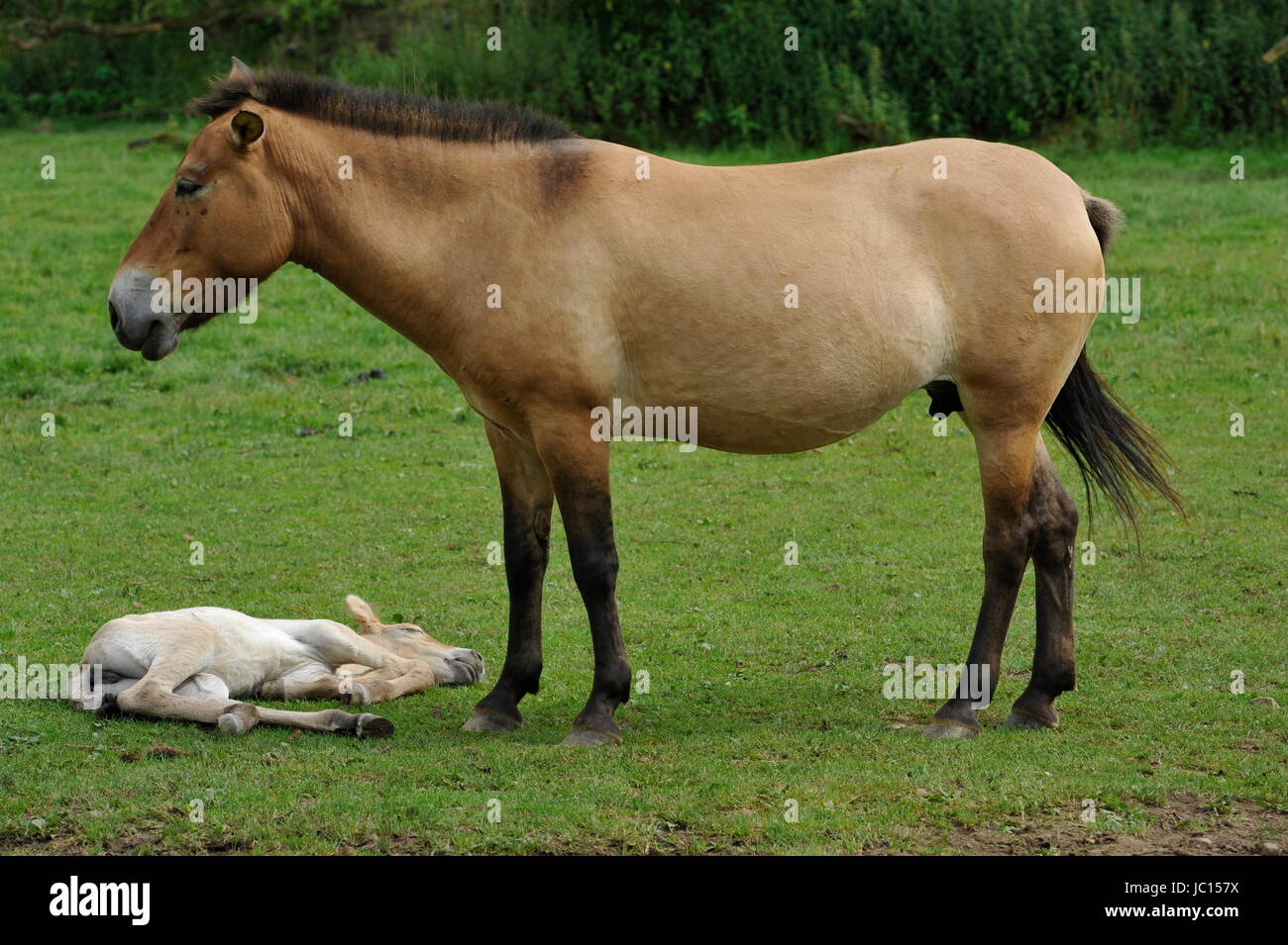 Das Przewalski Pferd mit Fohlen Stockfoto