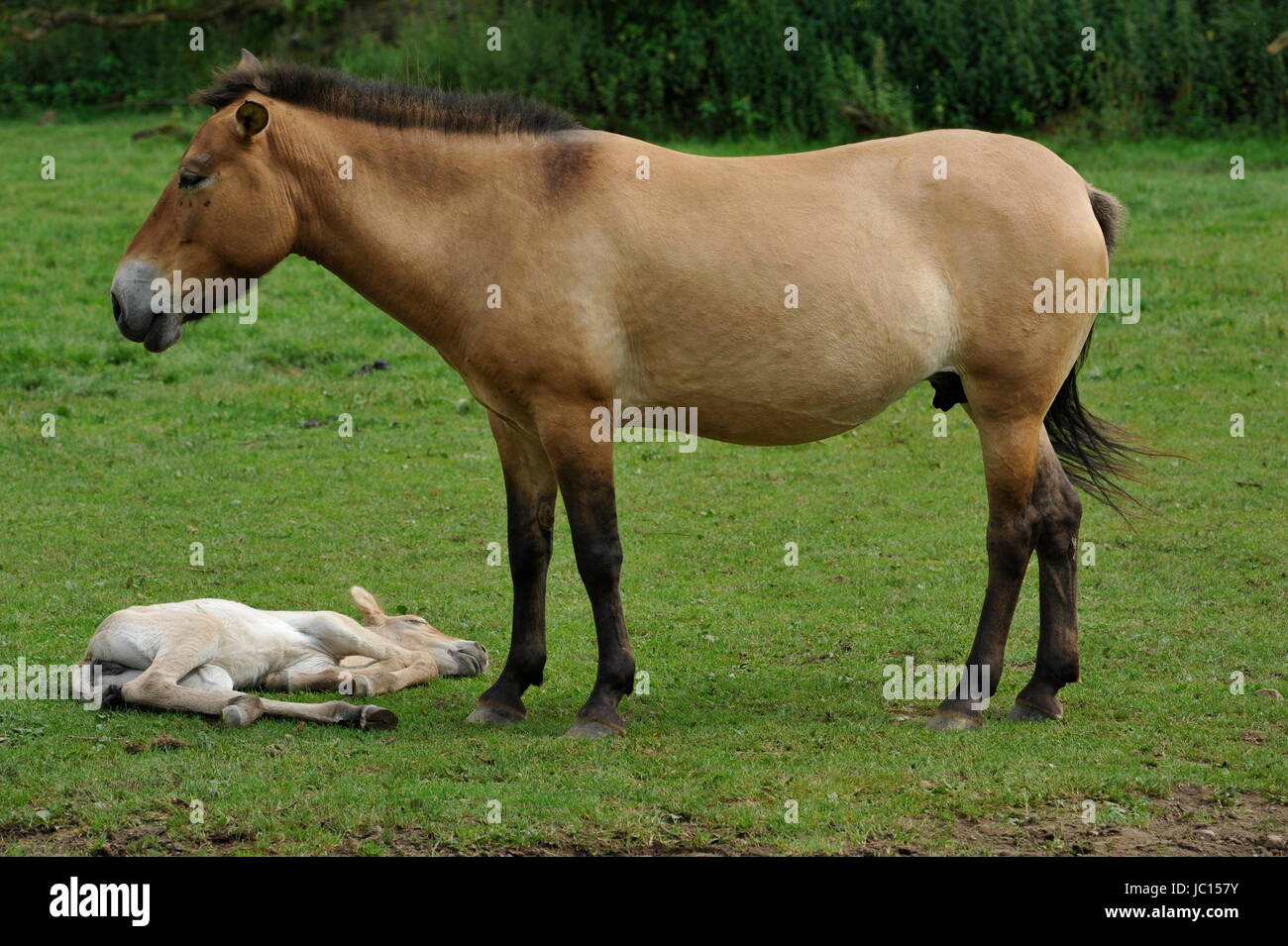 Das Przewalski Pferd mit Fohlen Stockfoto