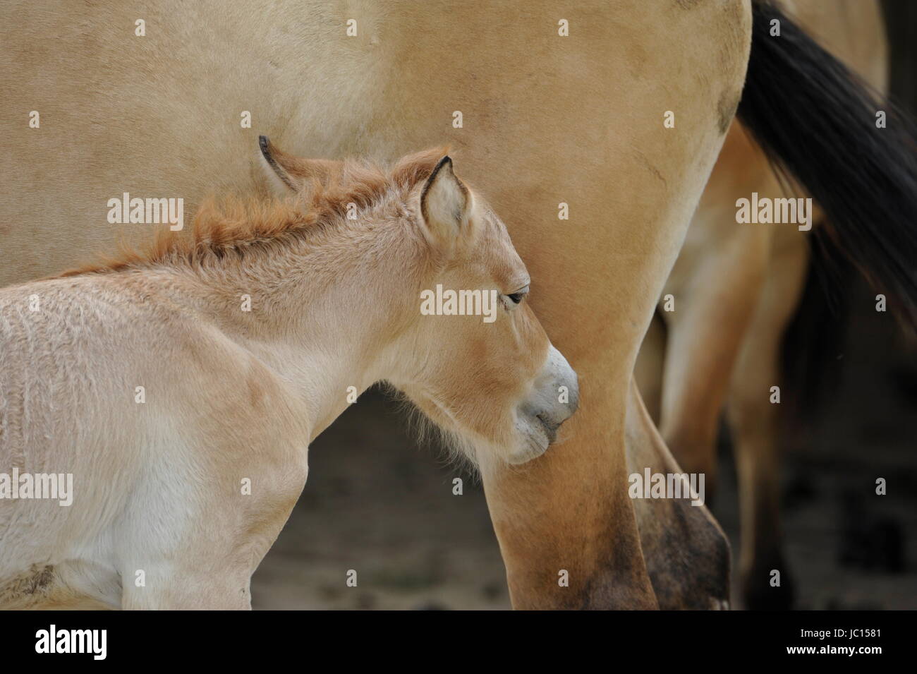 Das Przewalski Pferd mit Fohlen Stockfoto