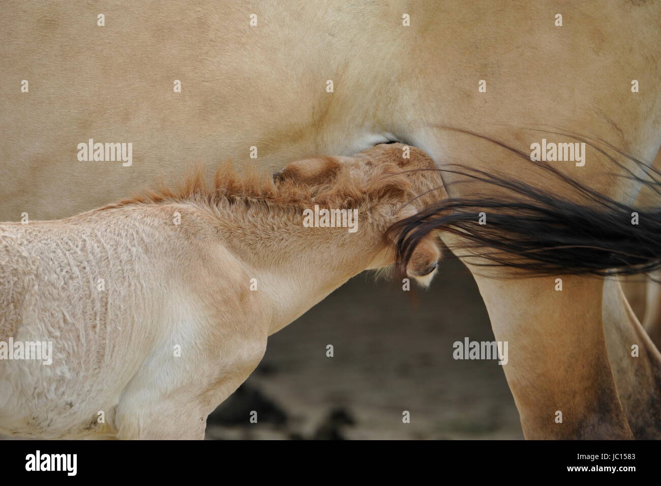 Das Przewalski Pferd mit Fohlen Stockfoto