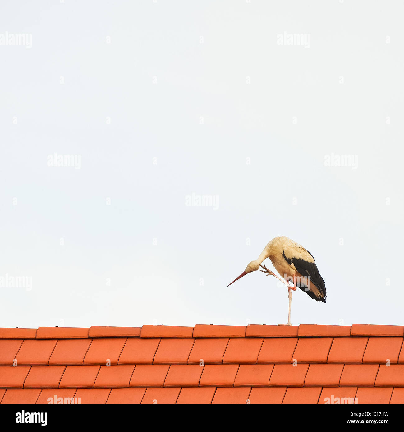 Es juckt der Storch auf dem Dach Stockfoto