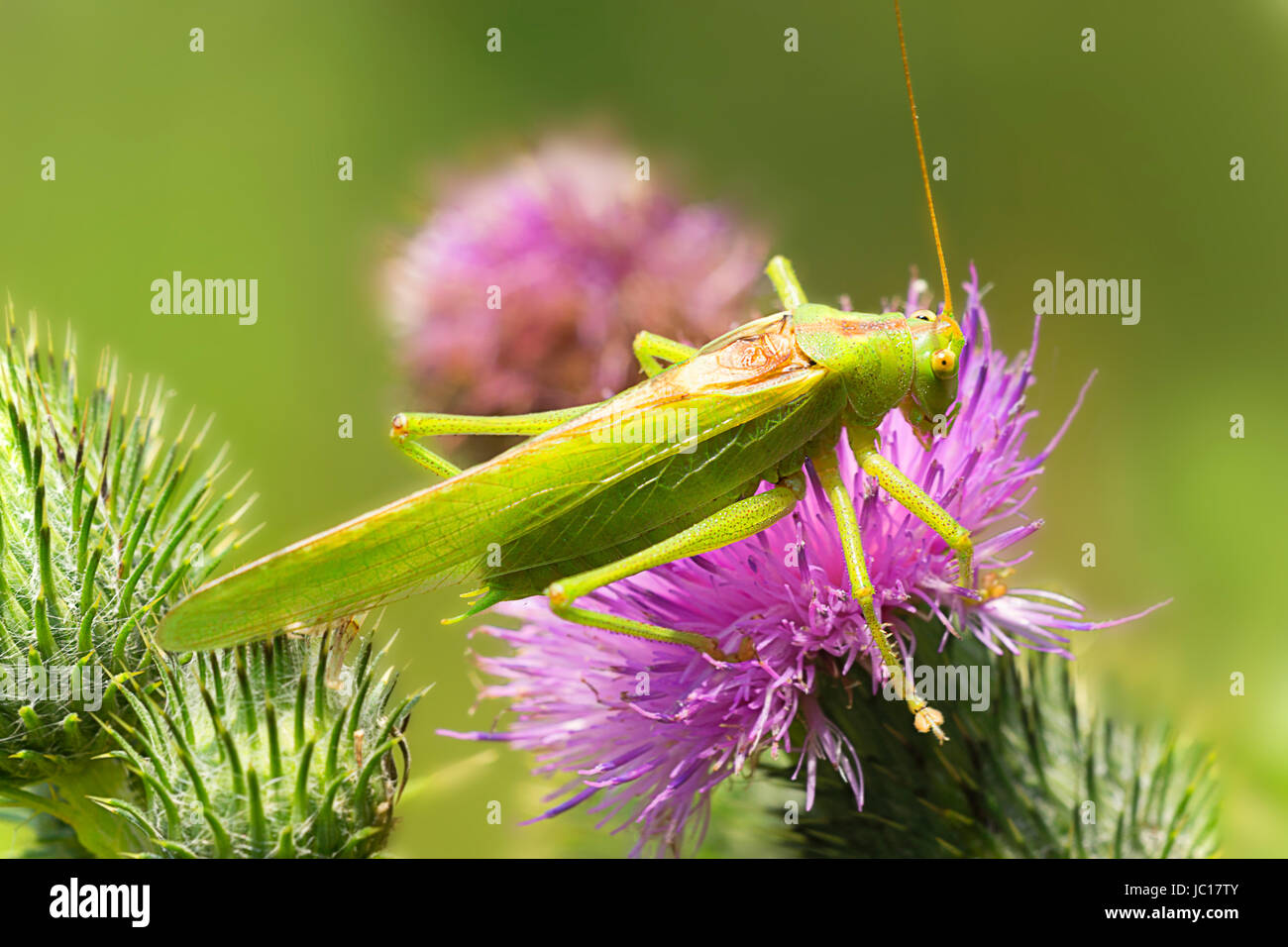 Vindissima Grünes Heupferd tettigonia Stockfoto