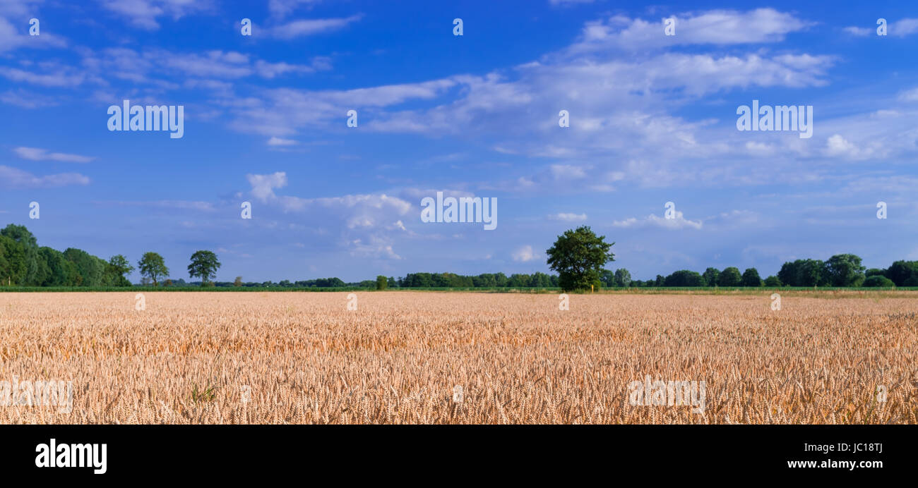 Getreidefeld Stockfoto