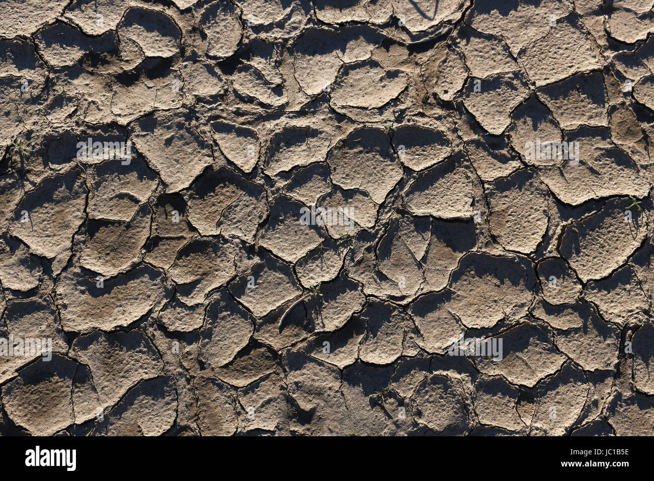 Bereich der tan farbige Wüste Schlamm mit Kanten der polygonalen zusammengerollt und Schatten, gut für Hintergrund, Dürre Darstellung getrocknet. Stockfoto