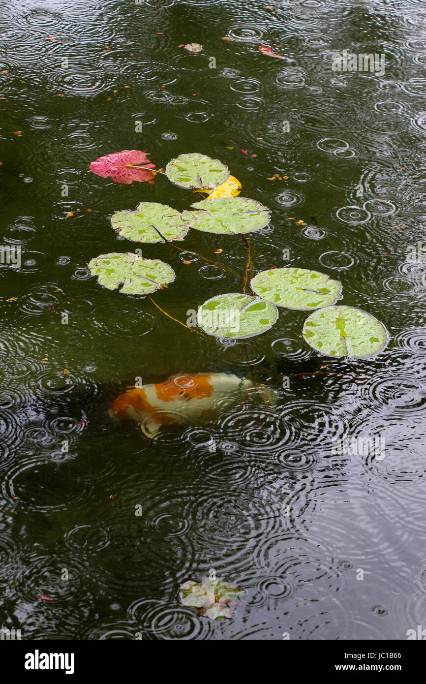 White koi fish Fotos und Bildmaterial in hoher Auflösung Alamy
