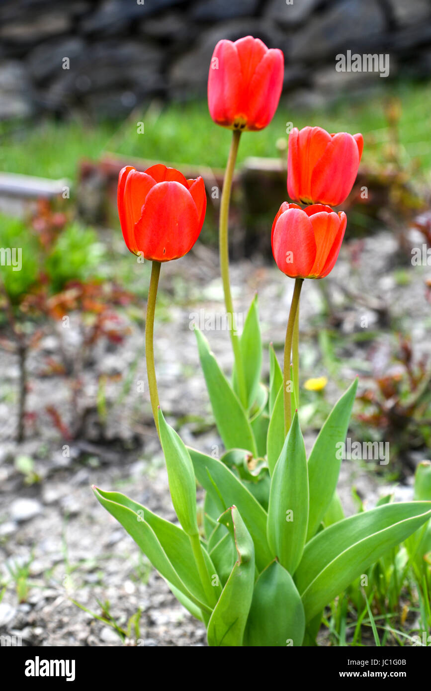 Blühende rote Tulpe Blumen in einem Garten hautnah Stockfoto