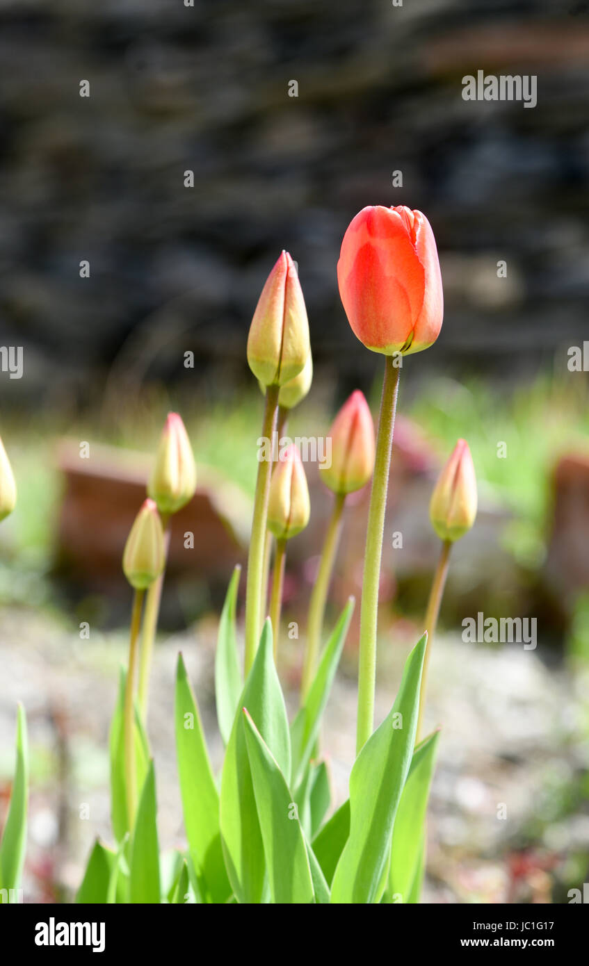 Blühende rote Tulpe Blumen in einem Garten hautnah Stockfoto