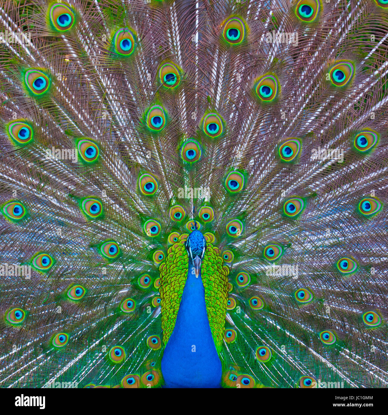 Pfau mit seinen majestätischen Schweif während der Paarungszeit. Stockfoto