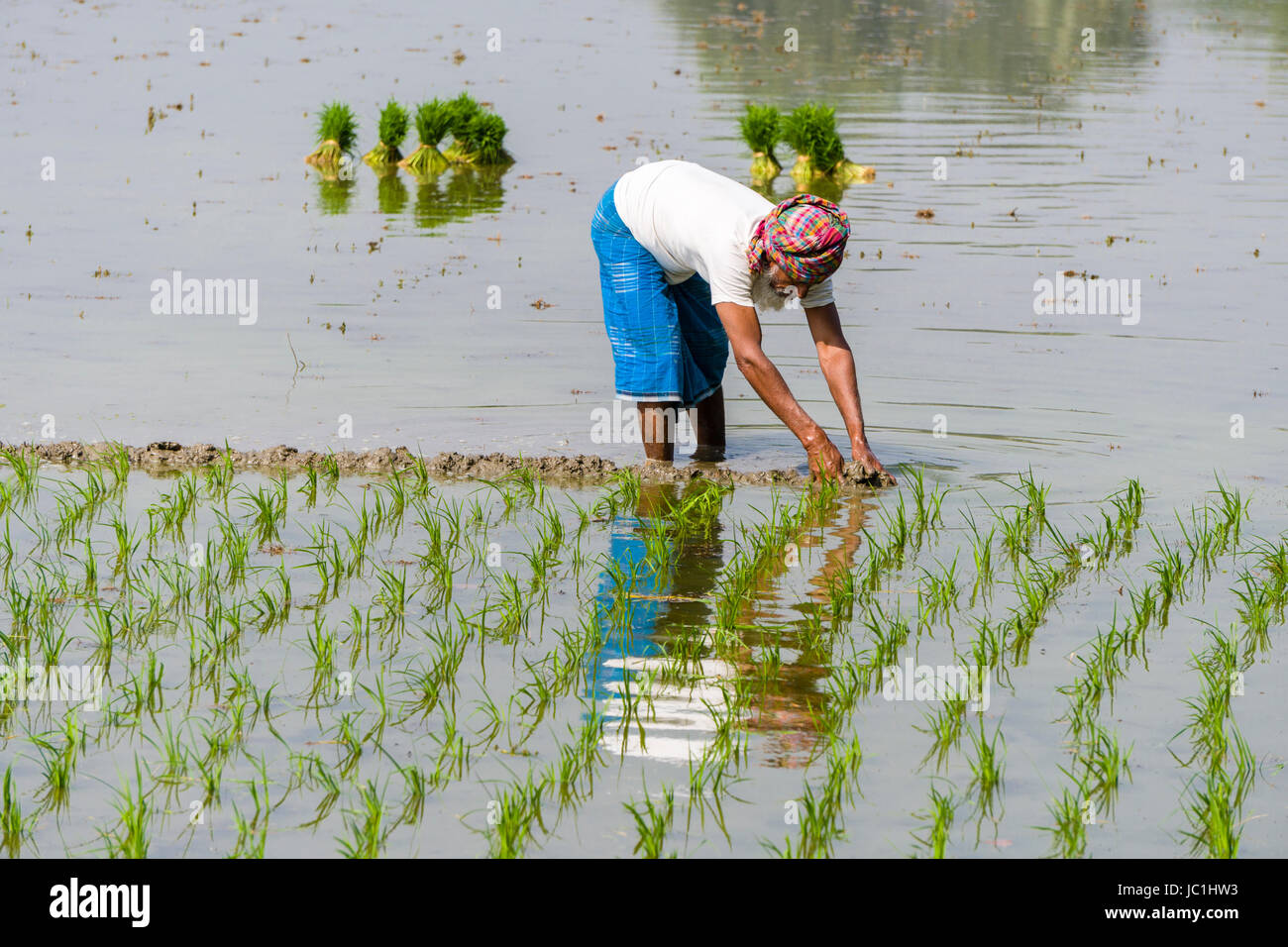 Ein Bauer arbeitet auf einem Reisfeld mit jungen Reispflanzen in der ländlichen Umgebung der Vorort New Town Stockfoto