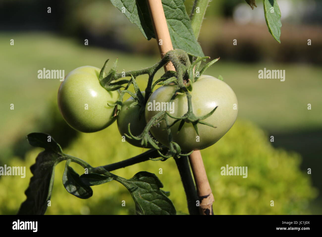 grüne Tomaten Stockfoto