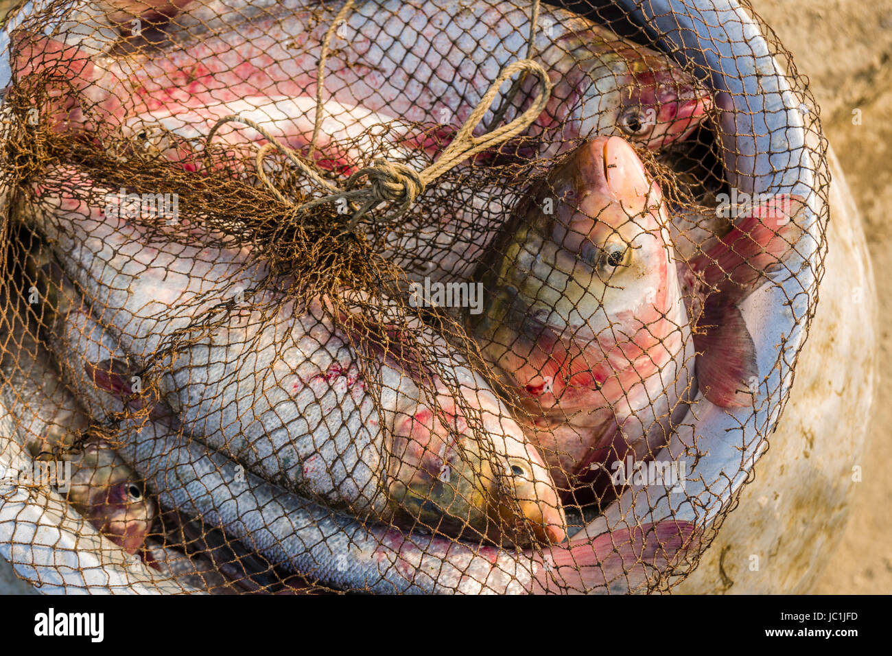 Frisch cought Fisch in einem Topf in der ländlichen Umgebung von der Vorstadt New Town Stockfoto