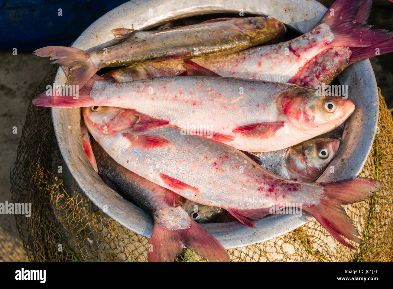 Frisch cought Fisch in einem Topf in der ländlichen Umgebung von der Vorstadt New Town Stockfoto