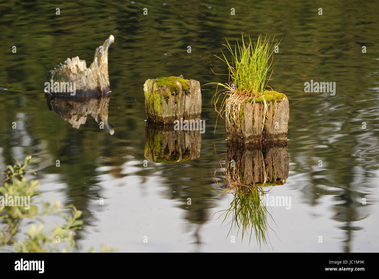 Rasen Sie in Wasseroberfläche, Marienteich, Deutschland. Stockfoto