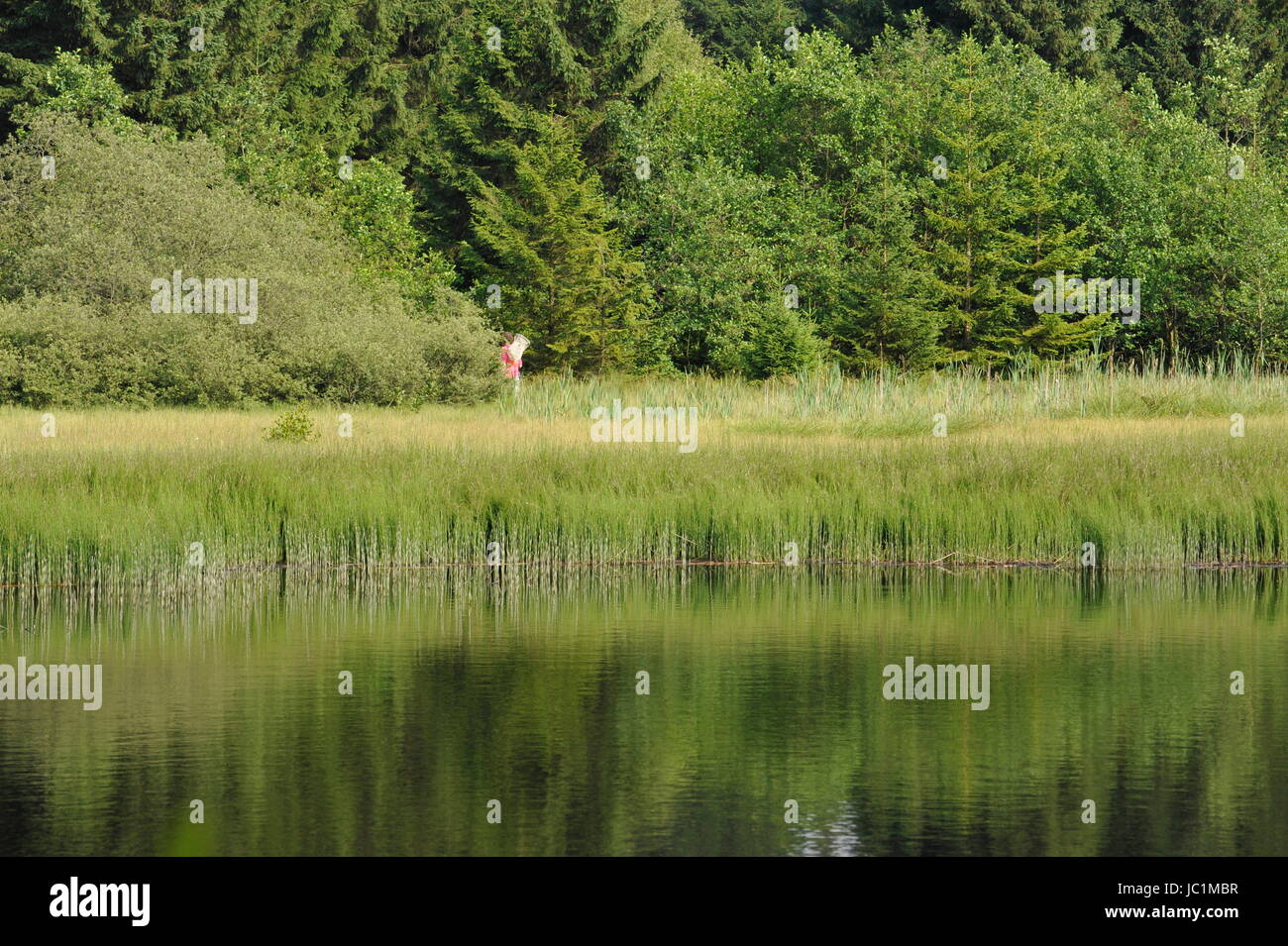 Das Przewalski Pferd mit Fohlen Stockfoto