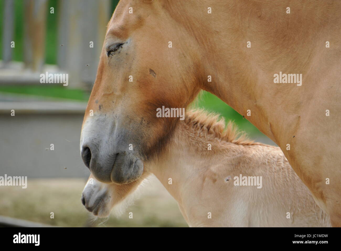 Das Przewalski Pferd mit Fohlen Stockfoto
