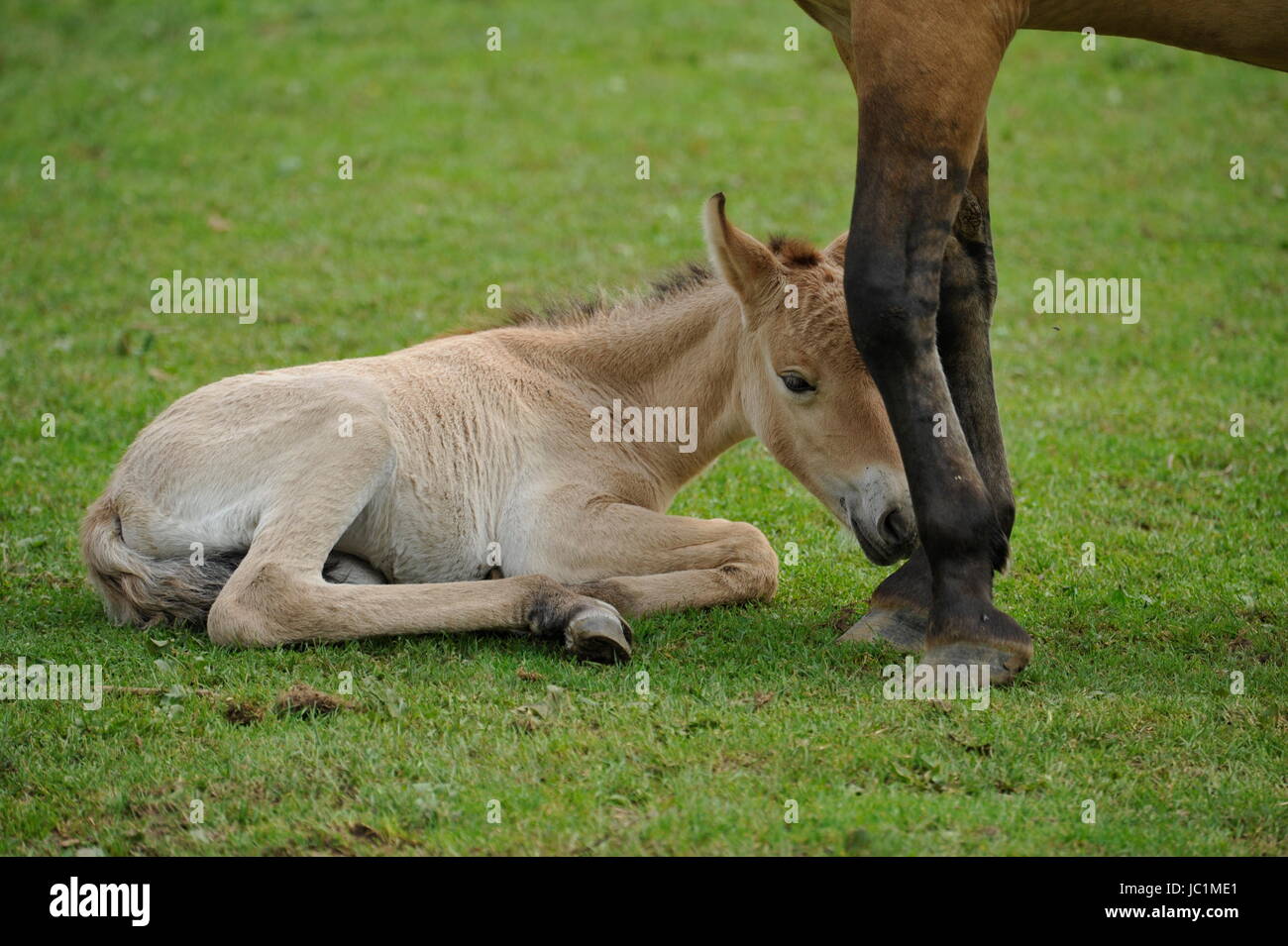 Das Przewalski Pferd mit Fohlen Stockfoto