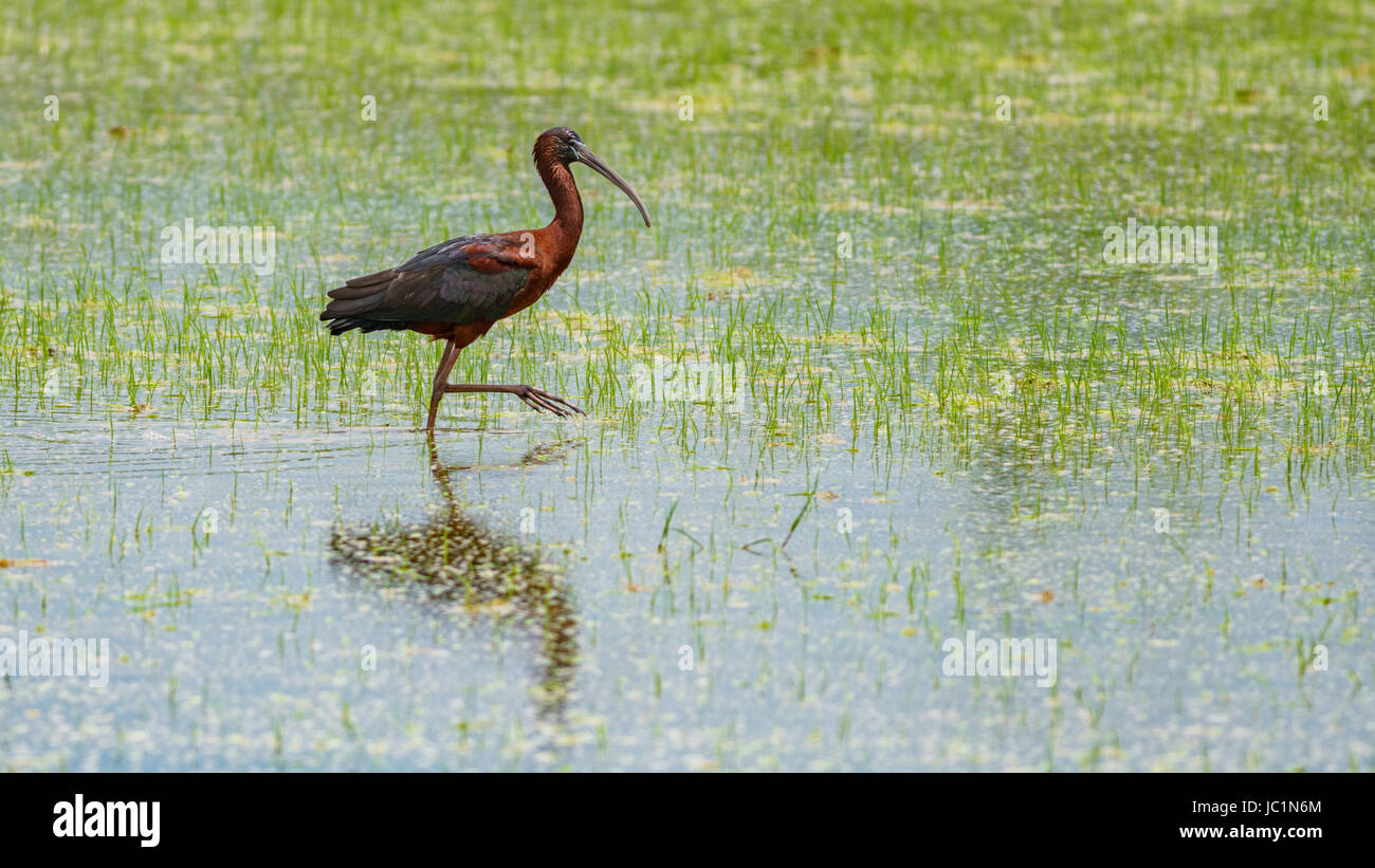 Totale des Ibis Vogel überfluteten Reisfeld Essen durchsuchen Stockfoto