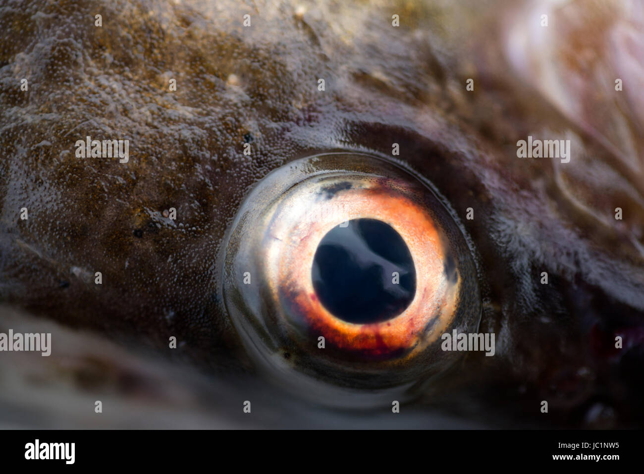 Auge des Kabeljau Fisch Nahaufnahme Stockfoto